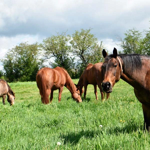 Pension pour chevaux à Allègre, Haute-Loire