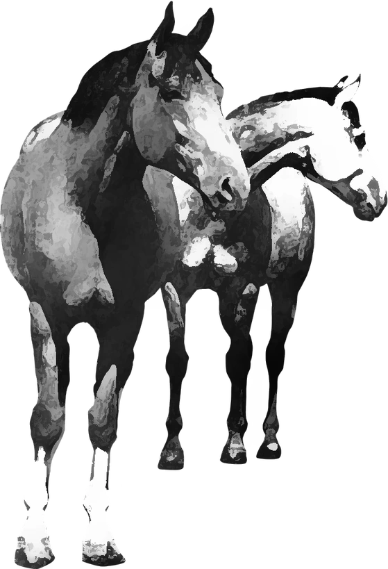 Centre équestre La voix du cheval, Allègre — deux chevaux